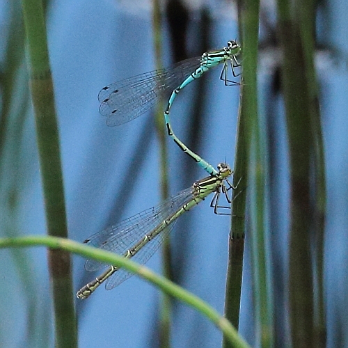 Coenagrion hastulatum (Northern Damselfly) tandem.JPG